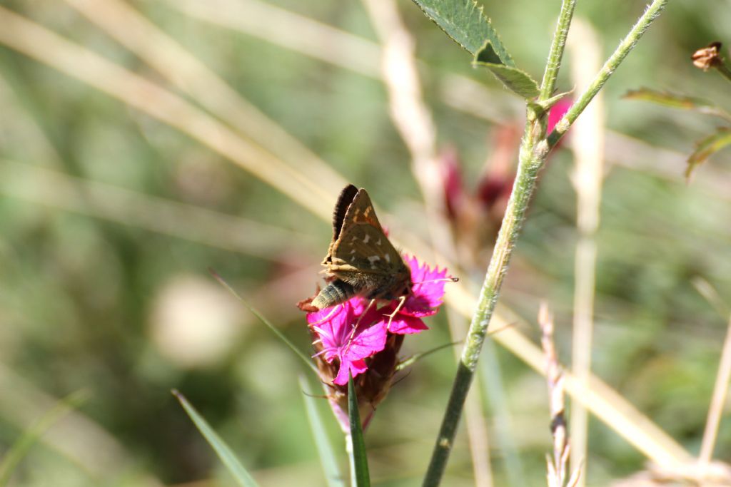 Hesperia comma? S